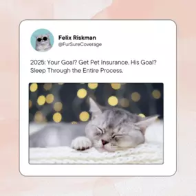 2025: The year your cat finally gets the coverage they deserve... and keeps sleeping through it. 
Because they’ll nap through anything, but you can rest easy knowing they’re covered.