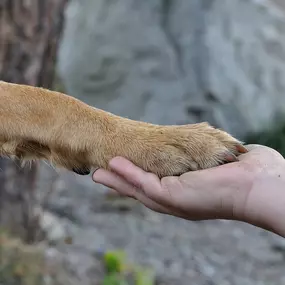 Bild von Humania Tierbestattungen Gürtler, Humania Pferdebestattungen Gürtler