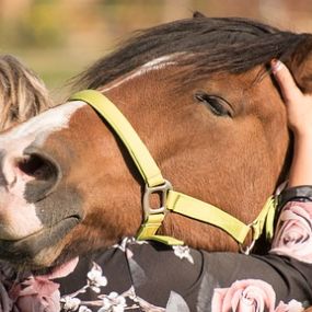 Bild von Horse-Health-Management