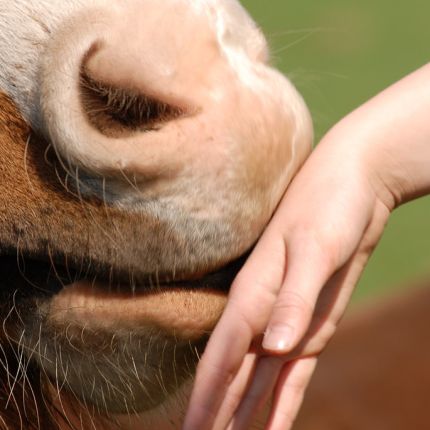 Logotipo de Horse-Health-Management