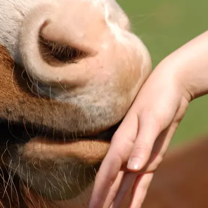 Logo from Horse-Health-Management