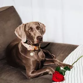 Happy Valentine's Day, pet lovers! Am I the only one who gets Valentine’s Day cards from my pet to give to my wife? Whether you do or not, today is all about celebrating the unconditional love of our furry companions. From wagging tails to gentle purrs, let’s show them some extra love with cuddles and treats! If you're in the Ft. Lauderdale area, stop by Go Healthy Pet to stock up—they also ship nationwide!