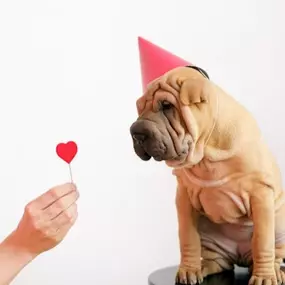 Happy Valentine's Day, pet lovers! Am I the only one who gets Valentine’s Day cards from my pet to give to my wife? Whether you do or not, today is all about celebrating the unconditional love of our furry companions. From wagging tails to gentle purrs, let’s show them some extra love with cuddles and treats! If you're in the Ft. Lauderdale area, stop by Go Healthy Pet to stock up—they also ship nationwide!