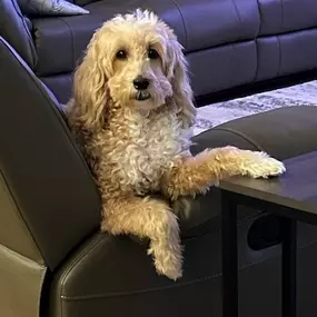 Happy National Pet Day on April 11th! Let’s celebrate the furry, feathery, and scaly friends who fill our lives with joy. 
We are sharing a few of our teams' pets and encourage you to share a pic of your beloved pet in the comments below and tell us what makes them special! 
Don’t forget to pamper them today – they deserve it!