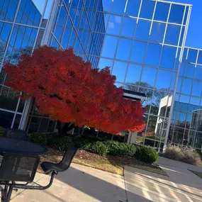 Park Place commercial building with a tree out front