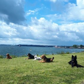 Bild von Küstenwolf Hundetraining Kiel