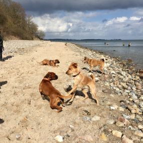 Bild von Küstenwolf Hundetraining Kiel
