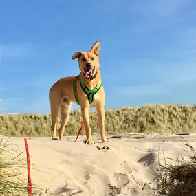 Bild von Küstenwolf Hundetraining Kiel