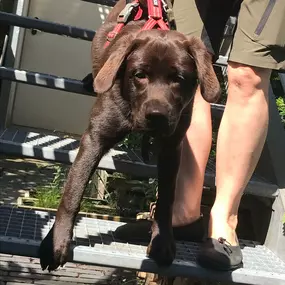 Bild von Küstenwolf Hundetraining Kiel