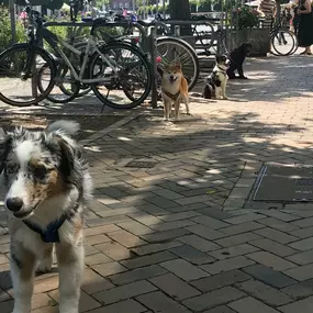 Bild von Küstenwolf Hundetraining Kiel