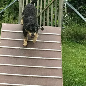 Bild von Küstenwolf Hundetraining Kiel