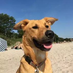 Bild von Küstenwolf Hundetraining Kiel