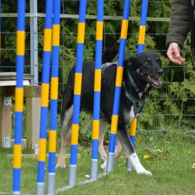 Bild von Küstenwolf Hundetraining Kiel