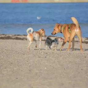 Bild von Küstenwolf Hundetraining Kiel