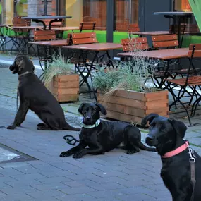 Bild von Küstenwolf Hundetraining Kiel