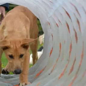 Bild von Küstenwolf Hundetraining Kiel