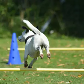 Bild von Küstenwolf Hundetraining Kiel