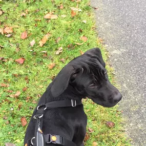 Bild von Küstenwolf Hundetraining Kiel