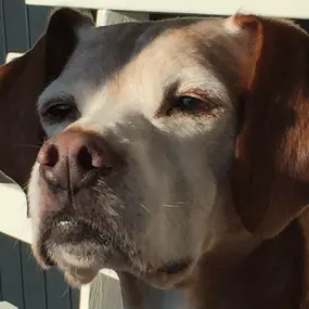 Bild von Küstenwolf Hundetraining Kiel