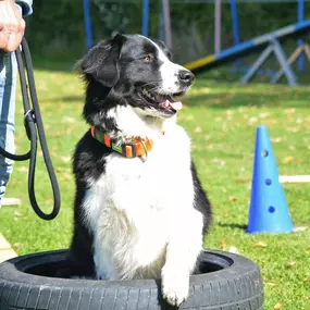 Bild von Küstenwolf Hundetraining Kiel