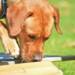 Bild von Küstenwolf Hundetraining Kiel