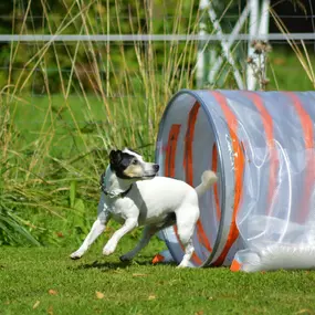 Bild von Küstenwolf Hundetraining Kiel