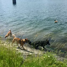 Bild von Küstenwolf Hundetraining Kiel