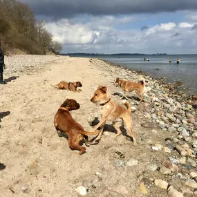 Bild von Küstenwolf Hundetraining Kiel