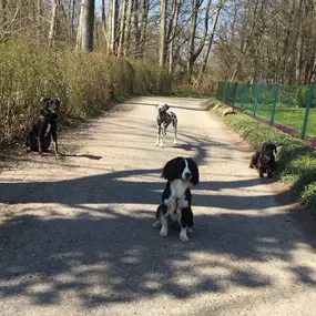 Bild von Küstenwolf Hundetraining Kiel