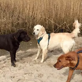 Bild von Küstenwolf Hundetraining Kiel