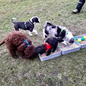 Bild von Küstenwolf Hundetraining Kiel