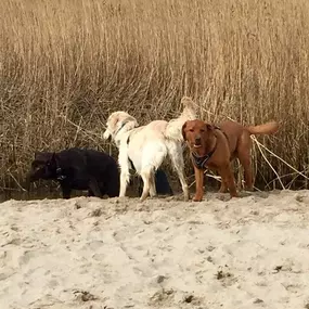 Bild von Küstenwolf Hundetraining Kiel