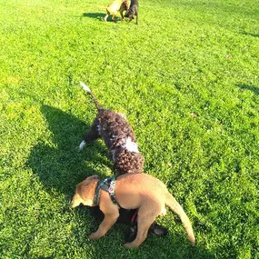 Bild von Küstenwolf Hundetraining Kiel