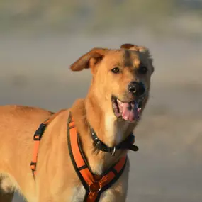 Bild von Küstenwolf Hundetraining Kiel