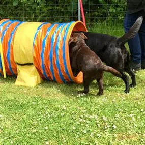 Bild von Küstenwolf Hundetraining Kiel