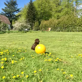 Bild von Küstenwolf Hundetraining Kiel