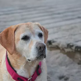 Bild von Küstenwolf Hundetraining Kiel