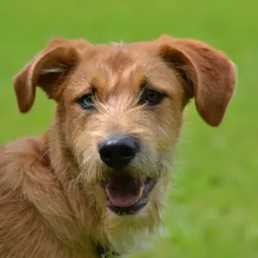 Bild von Küstenwolf Hundetraining Kiel