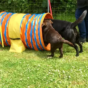 Bild von Küstenwolf Hundetraining Kiel