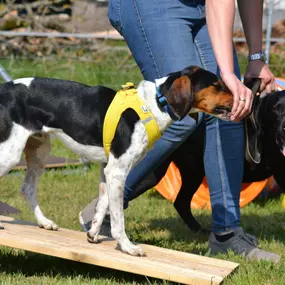 Bild von Küstenwolf Hundetraining Kiel