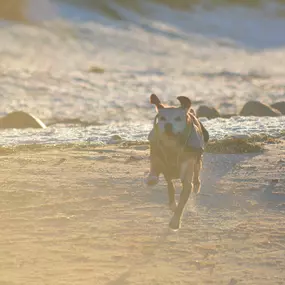 Bild von Küstenwolf Hundetraining Kiel