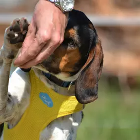 Bild von Küstenwolf Hundetraining Kiel