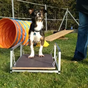 Bild von Küstenwolf Hundetraining Kiel