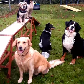 Bild von Küstenwolf Hundetraining Kiel