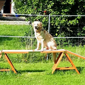 Bild von Küstenwolf Hundetraining Kiel