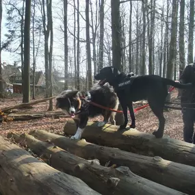 Bild von Küstenwolf Hundetraining Kiel