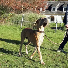 Bild von Küstenwolf Hundetraining Kiel