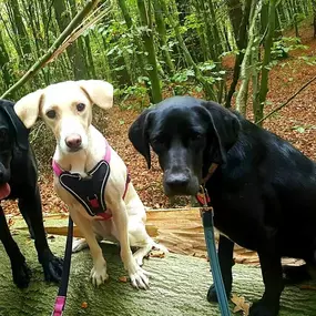 Bild von Küstenwolf Hundetraining Kiel