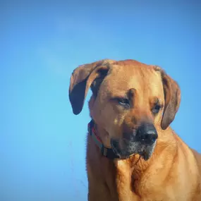 Bild von Küstenwolf Hundetraining Kiel