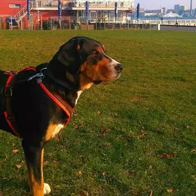 Bild von Küstenwolf Hundetraining Kiel